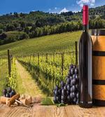 Vineyard Tuscany Grape