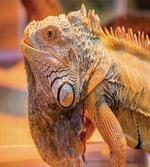 Caribbean Arboreal Animal
