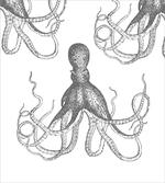 Animal Tentacles Marine