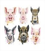 Breeds of Pig
