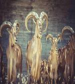 Capricorn Antlers