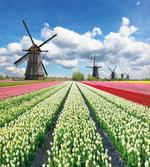 Vivid Farmland Scenic