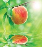 Ripe Nectarine on Branch