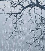 Rainy Day Winter Branches artwork