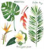 Tropical Flora