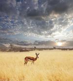 Antelope in Tranquil Nature