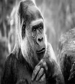Close up Shot Ape Animal