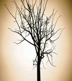Barren Tree on Ombre