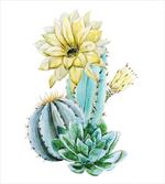 Plant Spikes Cactus