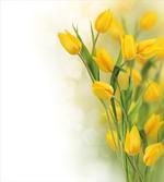 Romantic Tulips