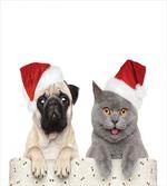Christmas Themed Dog Photo