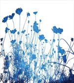 Wildflowers Blooms artwork