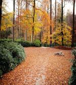 Autumn Forest Trees Fall