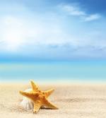 Scallop Sea Star