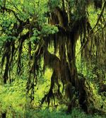 Moss Jungle Wildlife