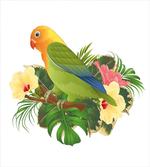 Exotic Agapornis Parrot