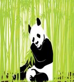 Panda in Bamboo Forest