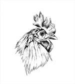 Rooster Head Portrait