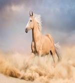 Palomino Sand Desert