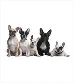 Young Doggies Photo