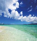 Island Sealife Wavy Sunny