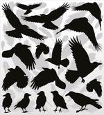 Birds and Feathers