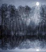 Night Woodland by the Lake