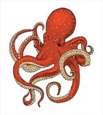 Octopus Drawing