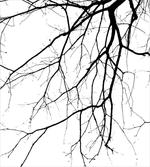 Leafless Tree