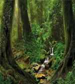 Nepal Jungle Forest