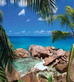 Palm Tree Coastline