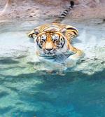 Bengal Tiger in Wild
