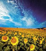 Sunflower Garden Nature artwork