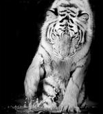 Large Cat Plays in Water