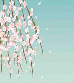 Cherry Blossom Buds