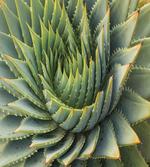 Western Botanic Plant
