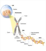 DNA Gene Genome