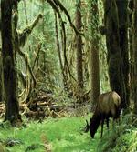 Roosevelt Elk in Park