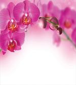 Exotic Orchid Feng Shui