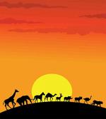 Animals Sun Silhouette