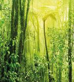 Tropical Amazon Forest