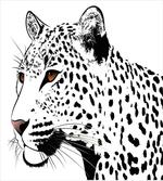Leopard Big Cat Spots