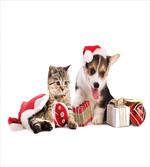 Dog Cat with Presents
