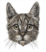 Sketchy Cat Head