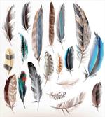 Bird Body Feathers Set