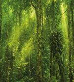 Tranquil Exotic Place