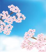 Cherry Blossom Sky