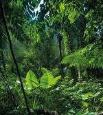 Green Untouched Nature