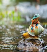 Frog Above the Snail artwork
