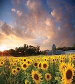 Sunflower Field Sky